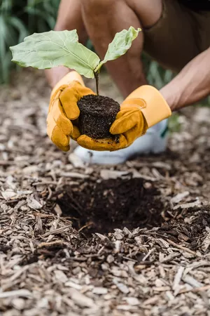 planting a tree lara jameson